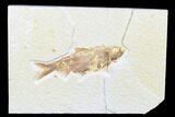 Detailed Fossil Fish (Knightia) - Wyoming #176345-1